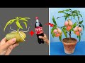 SUPER SPECIAL TECHNIQUE for propagating MANGO tree with coca-cola, super fast growth