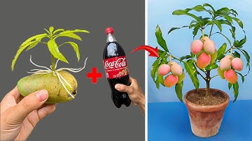 SUPER SPECIAL TECHNIQUE for propagating MANGO tree with coca-cola, super fast growth