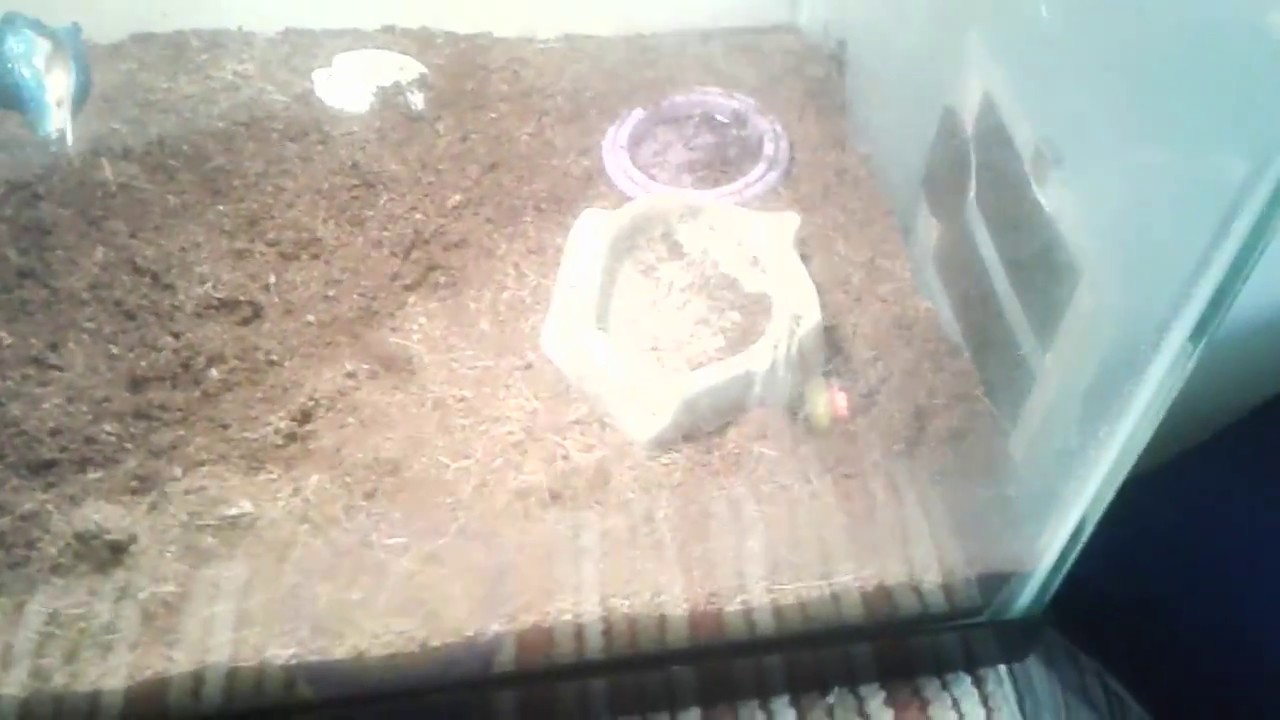 Tips on how to keep hermit crab tank heated YouTube