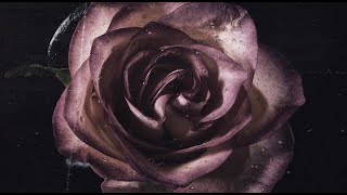 Cathartic Fall - All My Love (lyric video)