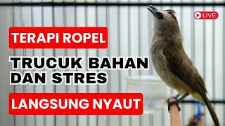 🔴 TRUCUKAN GACOR FULL ROPEL PANJANG! AMPUH BUAT PANCINGAN / MASTERAN TRUCUK BAHAN NYAUT GACOR