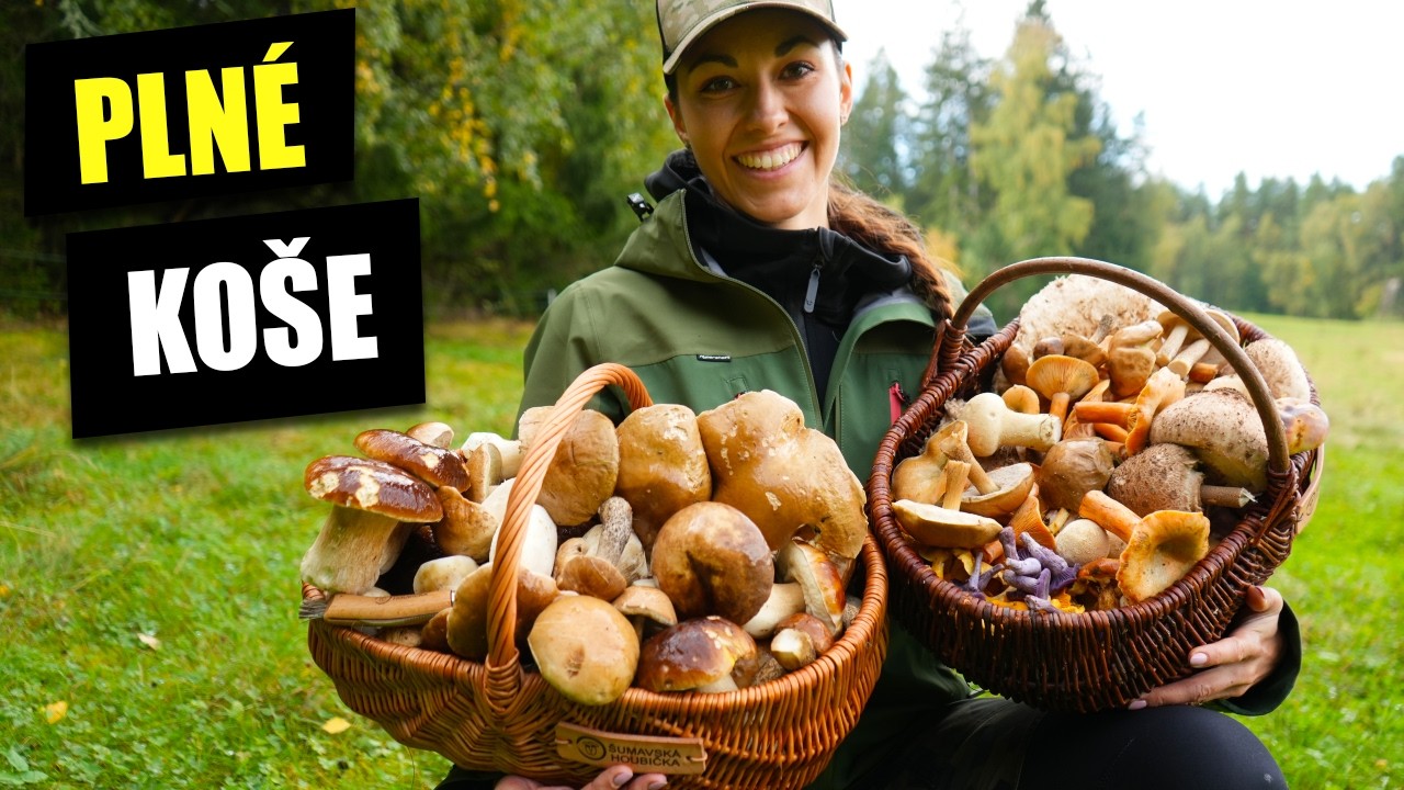 Rostou OBŘÍ HŘIBY - nádherné 2 plné koše hub na Šumavě.