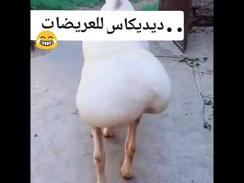 ديديكاس العريضات