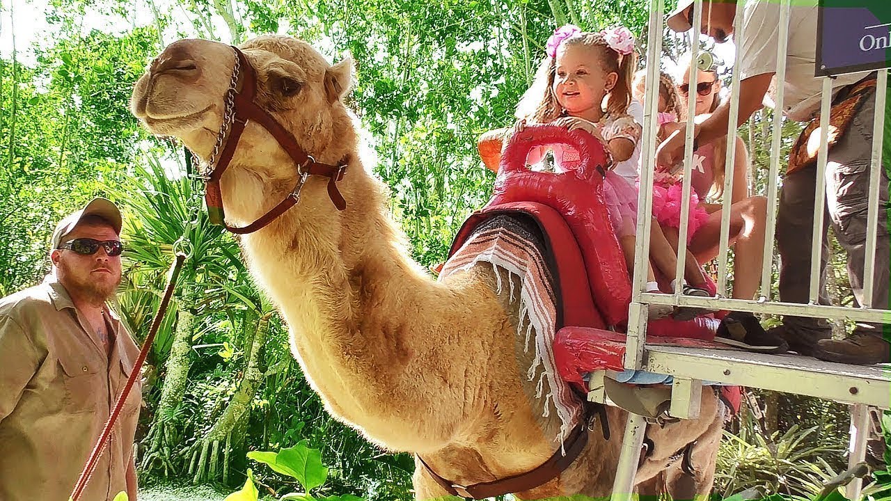 VLOG Едем в Зоопарк! Кормим Животных и катаемся на верблюде - Диана, Рома и Лера!