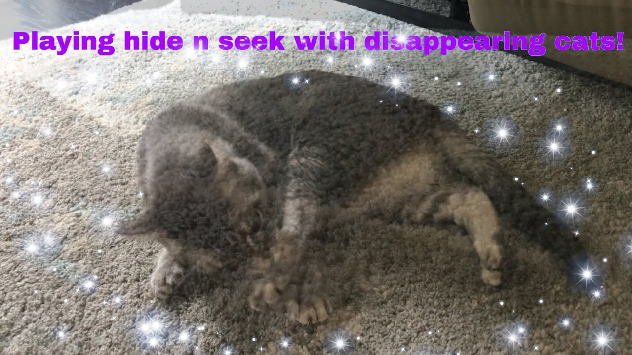 Playing hide n seek with disappearing cats! YouTube