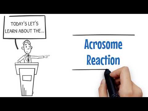 Video: Unde găsești acrozomul?