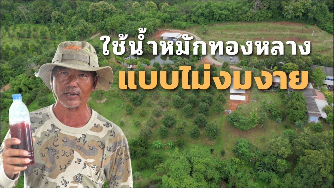 ใช้น้ำหมักใบทองหลางยังไงไม่ให้โรคกลับมา พี่เวโรจน์ สวนสกุลรุ่ง