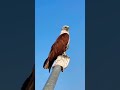 Eagle on the pole