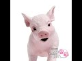 Baboyjpeg the talking pig