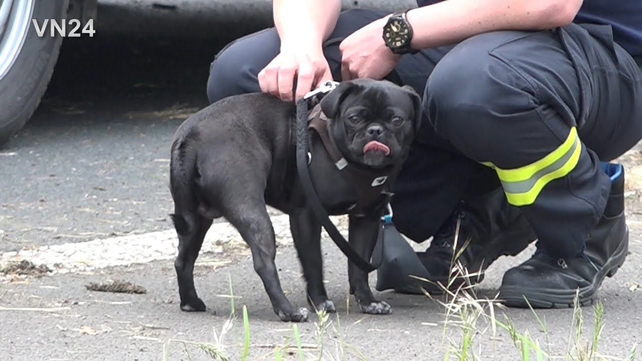 10.05.2019 - VN24 - Kleiner Hund überlebt Horror-Unfall auf B54 bei Dortmund