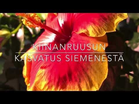 Video: Hibiscus-kasvien hoitovinkkejä