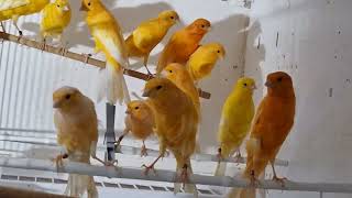 #canary #birds#fågel #freetime #canarybirdslinkoping