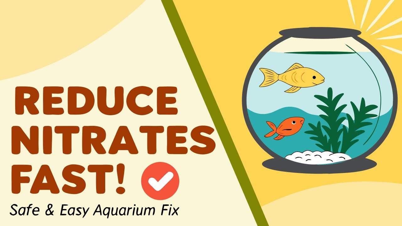 How to Reduce Nitrate in a Fish Tank​: Easy and Effective Tips