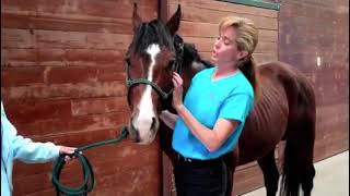 Equine Meridian Tracing  Review and Practice