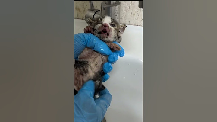 Watch the video about First bath for stray kitten #shorts