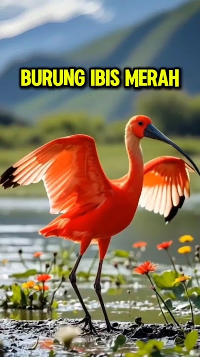 Burung Ibis Merah #shorts #burung #birds #burungair #burungrawa #burungibis