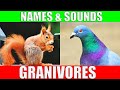 GRANIVOROUS ANIMALS Names and Sounds | Learn Granivore Animals