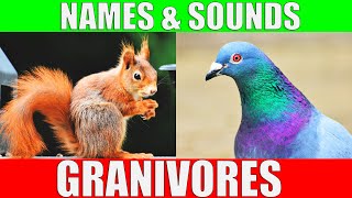 GRANIVOROUS ANIMALS Names and Sounds | Learn Granivore Animals by Kiddopedia 91,484 views 5 months ago 4 minutes, 26 seconds