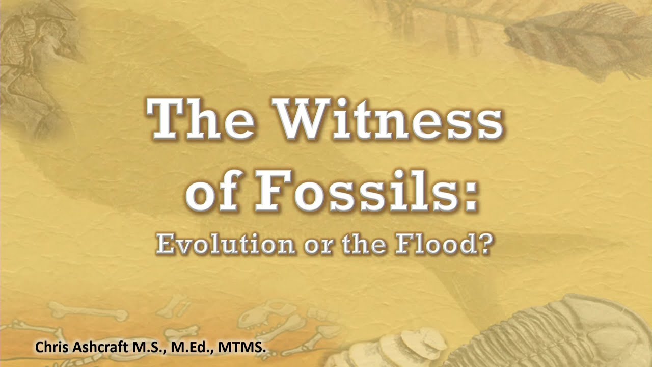 The Witness of Fossils: Evolution or the Flood? - YouTube