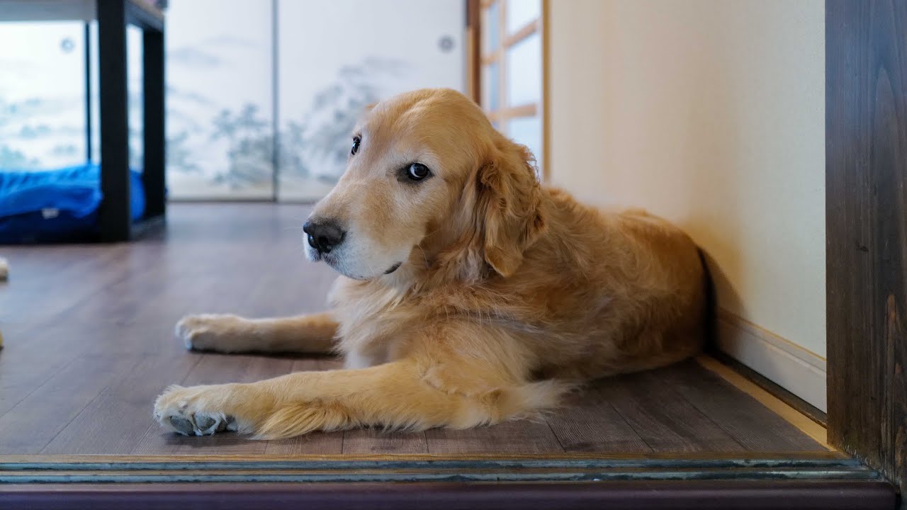 ブラッシングしながらウッドデッキの今後の展望など