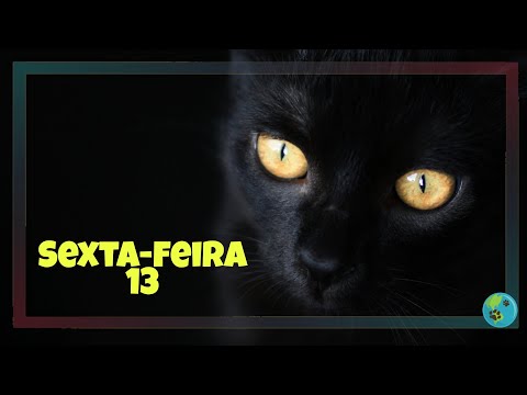 Vídeo: O Mundo Do Cachorro E Do Gato