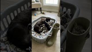 Porch Cam Stories #2: She picked this house 🐱