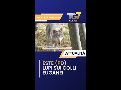 Video Lupi sui colli euganei