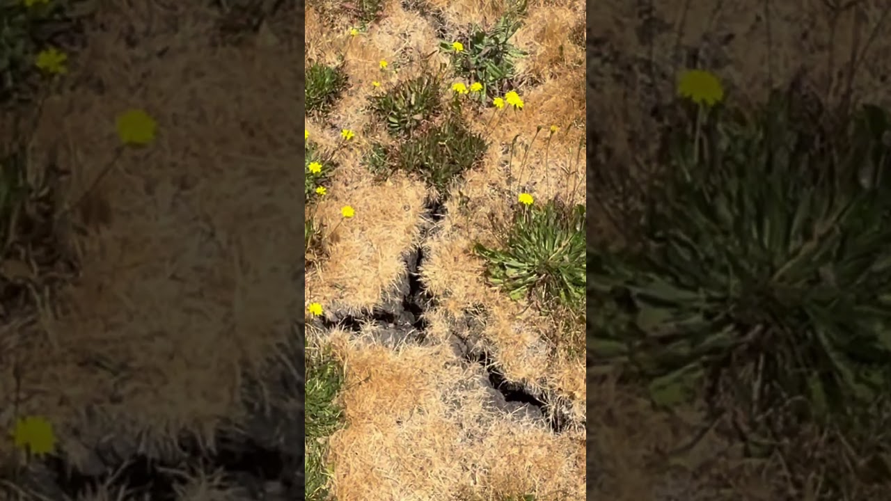 Welcome home , Petaluma