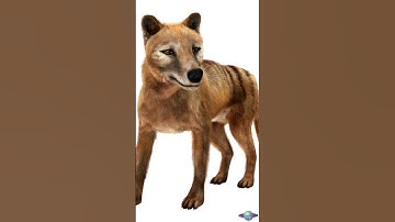 The Tasmanian Tiger: A Lost Species That We Need to Remember