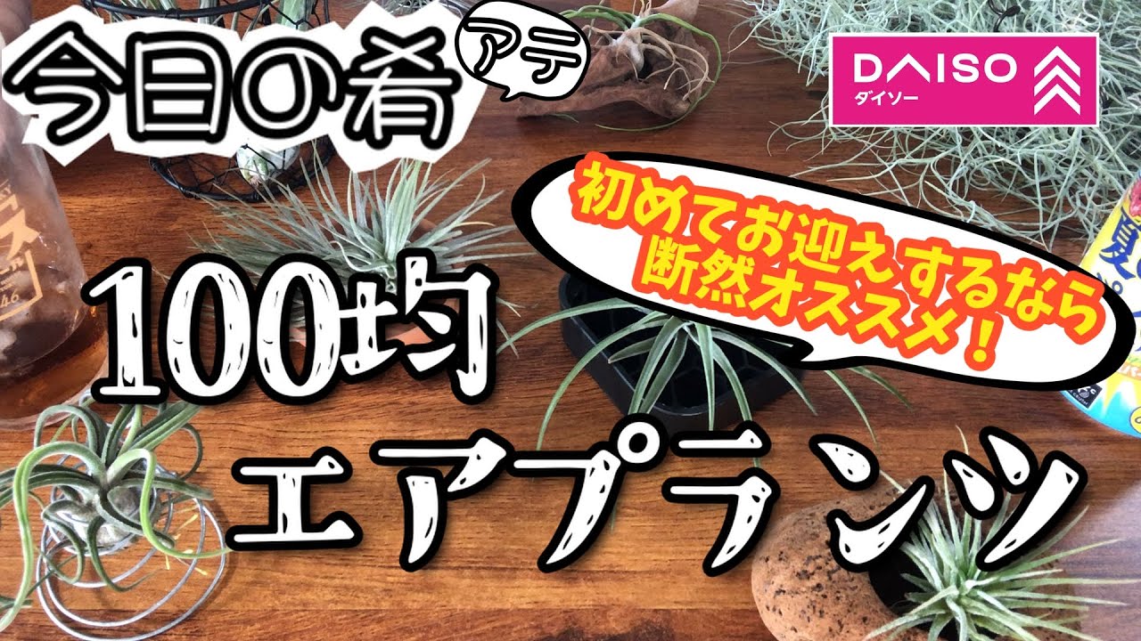 【ダイソー】100均エアプランツを紹介しながら飲む！