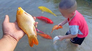 Em ổi đuổi bắt cá vàng kì lạ hài hước tinh nghịch #cávàng #fishing #concá
