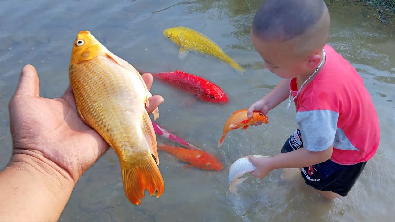 Em ổi đuổi bắt cá vàng kì lạ hài hước tinh nghịch #cávàng #fishing # ...