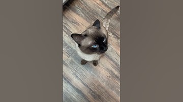 Siamese cat loves to talk