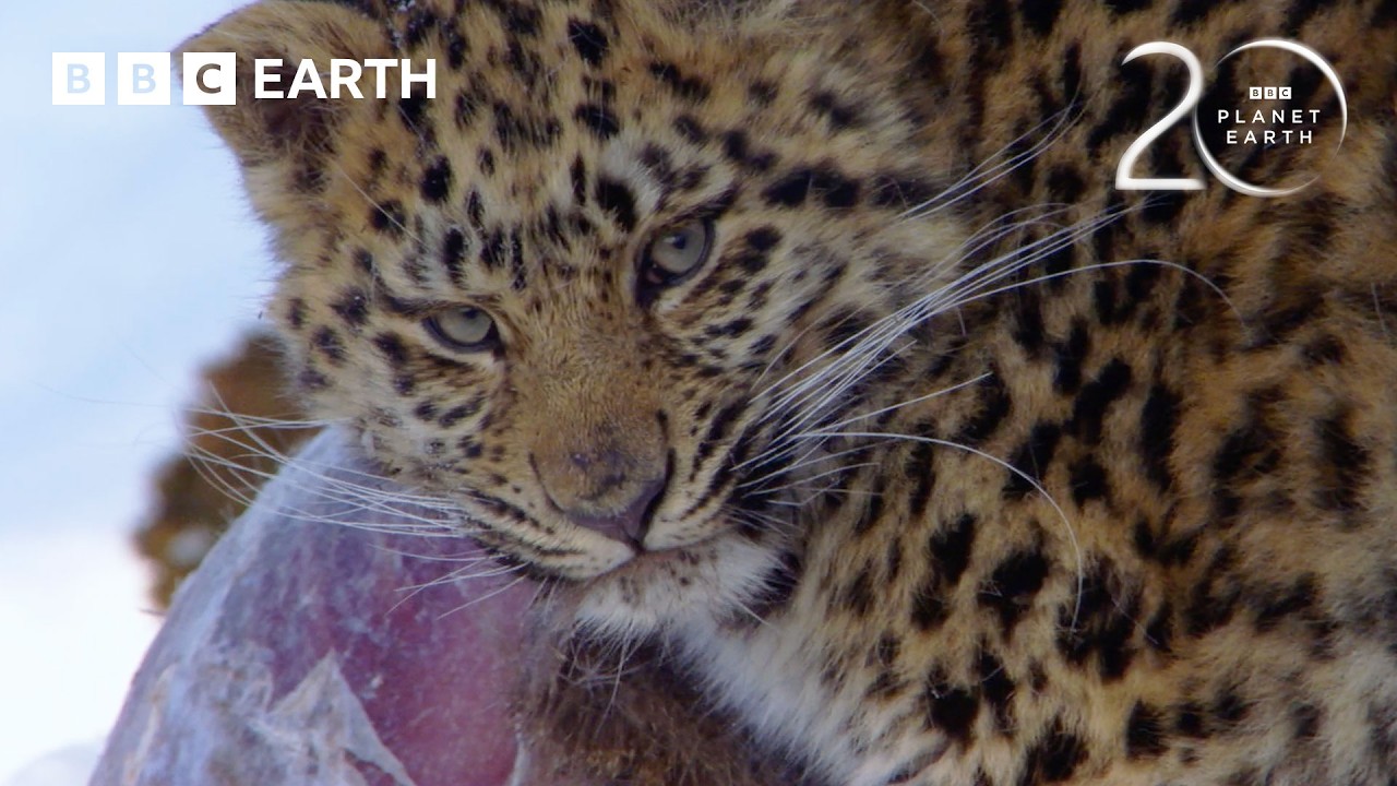 How the Amur Leopard Survives Winter | 20 Years of Planet Earth | BBC Earth