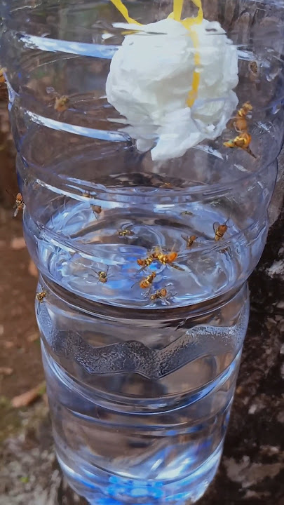 Cara membasmi lalat buah #shorts #berkebun #hama #lalatbuah