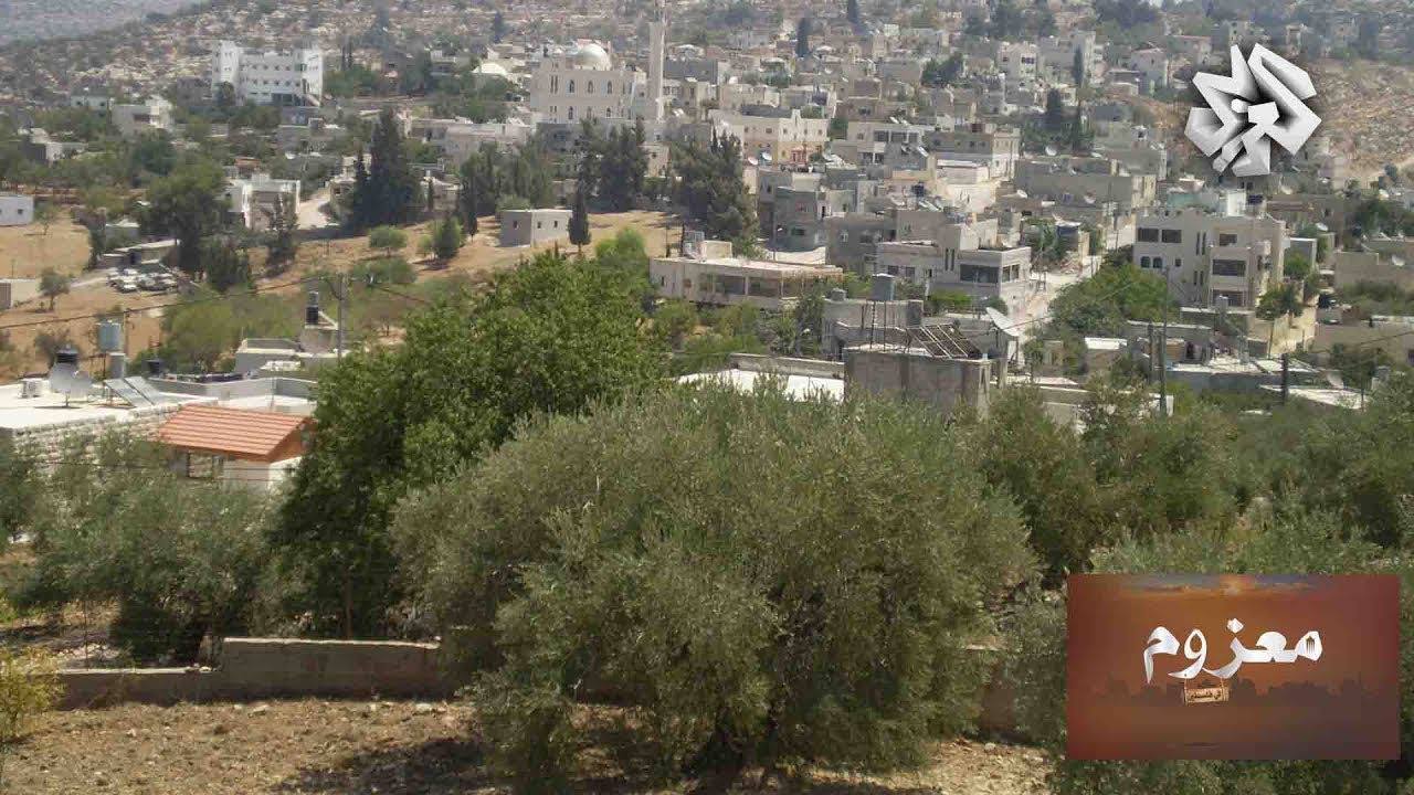 معزوم في فلسطين | قطاف الزيتون في قرية مزارع النوباني