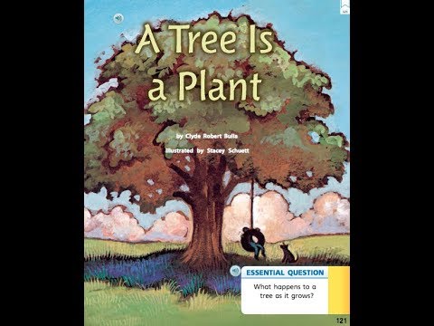 A Tree is a Plant YouTube