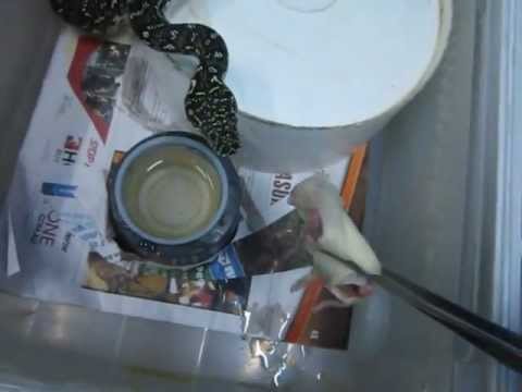 trademark meaning A feeding Diamond Python in Melbourne Victoria