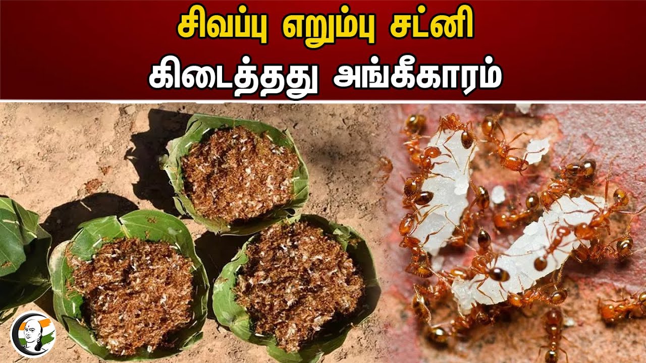 சிவப்பு எறும்பு சட்னி.. கிடைத்தது அங்கீகாரம் | Odisha | Red ant Chutney