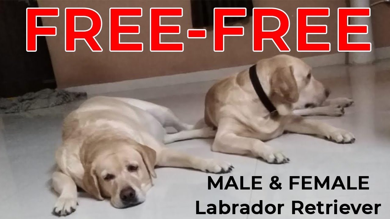 Free Labrador Male | Female | Adoption | Adopt a Dog | Puppy | Why ...