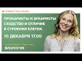 Биология | Открытый онлайн-урок | Прокариоты и эукариоты - сходство и отличие в строении клетки