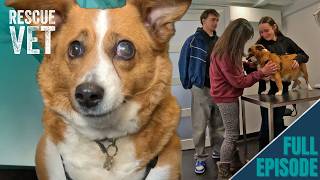 Rescue dog gets life-changing surgery after owner loses everything