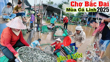 Mùa nước nổi 2025 BẤT NGỜ An Giang thả hết gần 3 tấn cá linh về nước lũ 