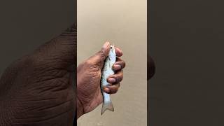 A fish stranded on the shore was rescued🥹