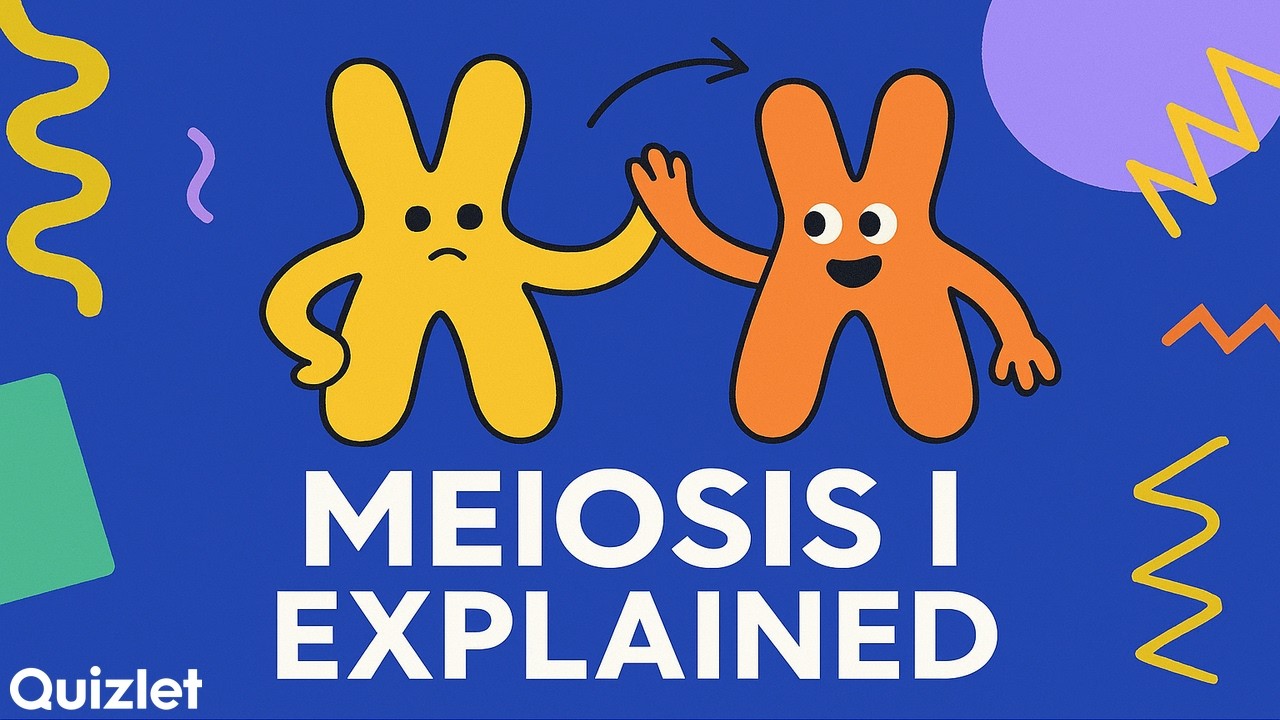 Meiosis I Explained | Reductional Division, Stages & Genetic Variation