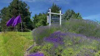 Sequim Lavender Fields, Flower Gardens & Flower Stands   - Part  1 -  4k