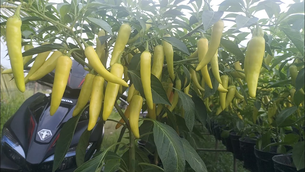 Thu hoạch ớt sừng vàng Châu phi #hoakiengbentre #farming #garden #ot #ottrai #lamvuon