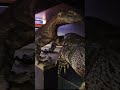 FUNNY GIANT MONITOR LIZARD🦎🐍🐸 FEEDING FAIL REPTILE DISASTER #shorts #reptiles #lizard