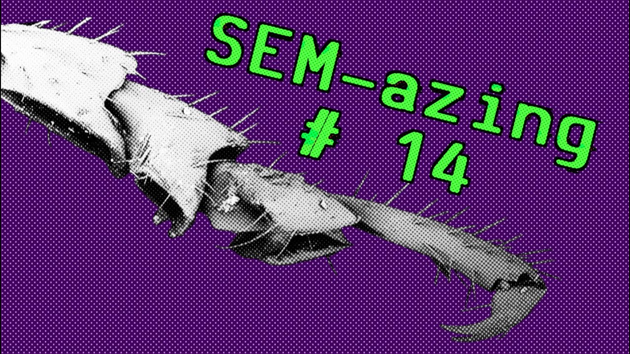 POTIG BEEST ONDER DE MICROSCOOP ! - Technopolis SEMazing