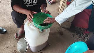 Cara Membuat Probiotik Telur Keong Yang Bermanfaat Untuk  Menambah Jumlah Anak Tunas Tanaman
